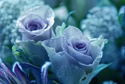 Lavender Roses in Morning Dew