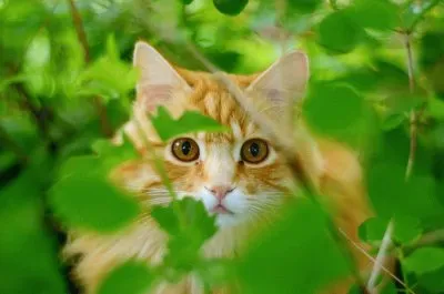 Red cat jigsaw puzzle