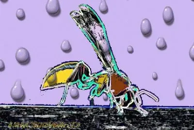 31