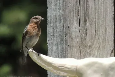 Eastern Blue Bird