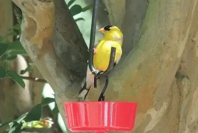 Goldfinch