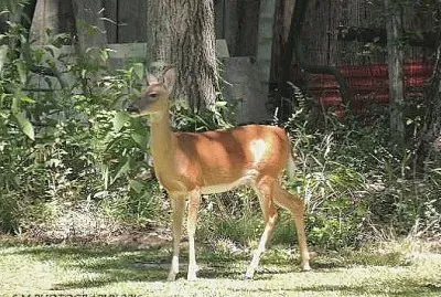 Doe
