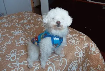 kiko com frio