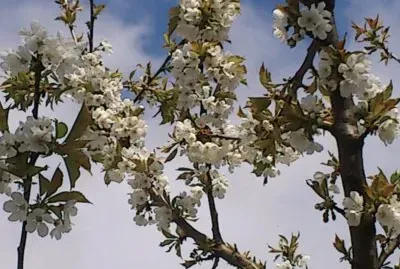 cerisier en fleurs