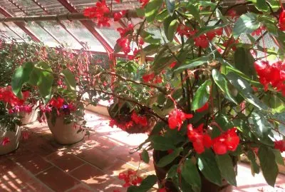 fleurs rouges