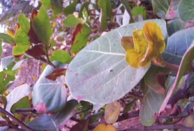 fleurs de la RÃ©union