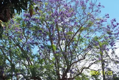 Jacaranda jigsaw puzzle