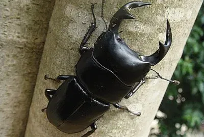 bazkirin jigsaw puzzle