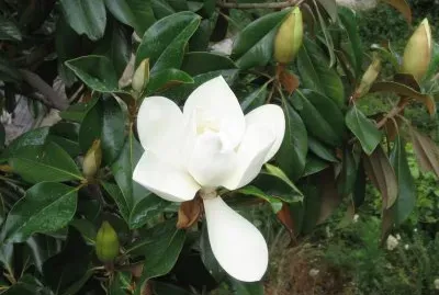 Jacquemin jigsaw puzzle