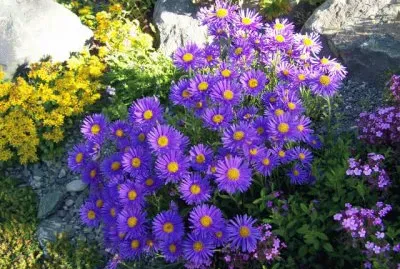 Rock Garden with Aster Alpine Flowers-Alaska