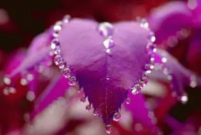 june15 jigsaw puzzle