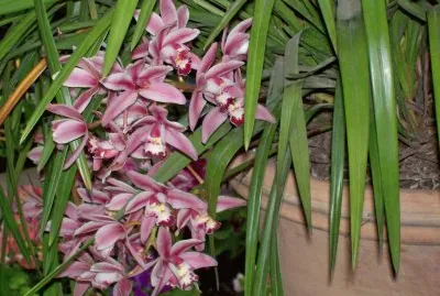 פאזל של orquÃ­deas dendrobium