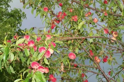 פאזל של PÃªcher sur fond d  'orage