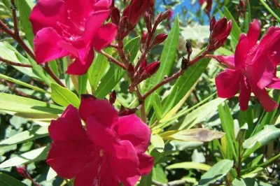 פאזל של Lauriers rouges