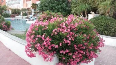 פאזל של flores