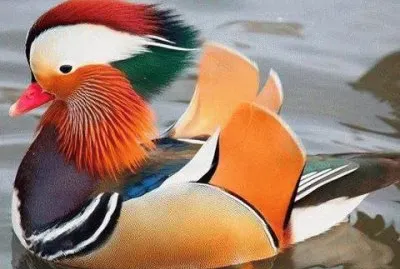 Mandarinand jigsaw puzzle