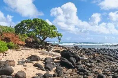 NATUREZA jigsaw puzzle