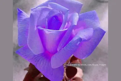 imagens jigsaw puzzle