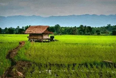 Home farmers, Cambodia