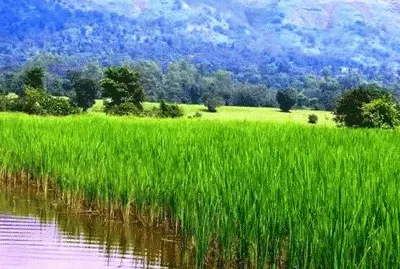 פאזל של Landscapes farm, Cambodia