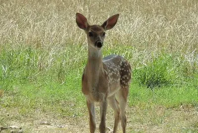 Fawn