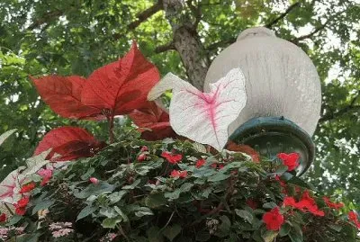 Flowers