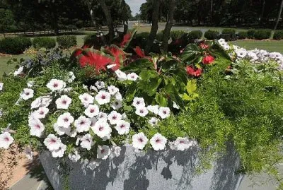 Flowers