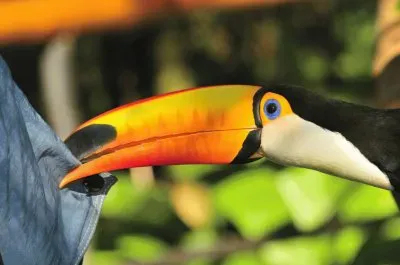 tucÃ¡n atrevido jigsaw puzzle