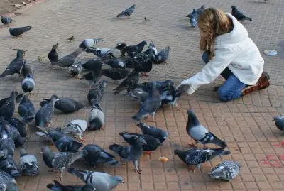 alimentando palomas