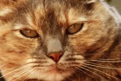 PILARICA jigsaw puzzle