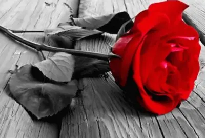 multicolor jigsaw puzzle