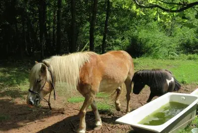 inseparabili jigsaw puzzle