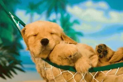 june21 jigsaw puzzle