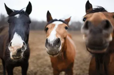 Cavalos 50 jigsaw puzzle