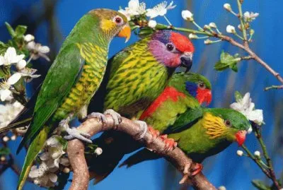 periquitos jigsaw puzzle