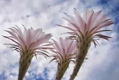 flores variadas jigsaw puzzle