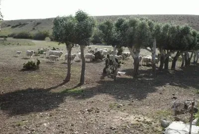 פאזל של buscando sombra