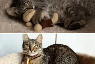 segÃºn pasan los aÃ±os jigsaw puzzle