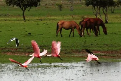 Amanecer-en-los-llanos