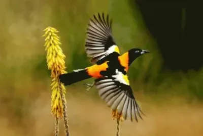 llanos-venezolanos-arrendajo-volando