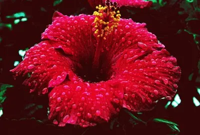 flor de cayena