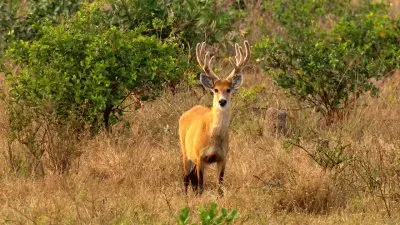 Cervo do Pantanal jigsaw puzzle