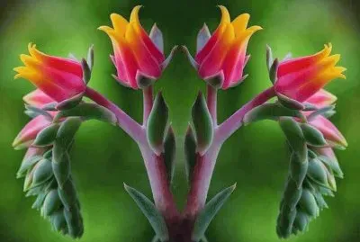 flor