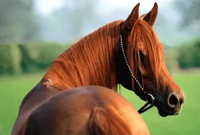 Cavalos 54