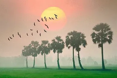 Landscape, Cambodia jigsaw puzzle