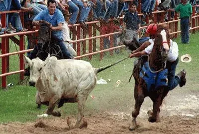 coleo