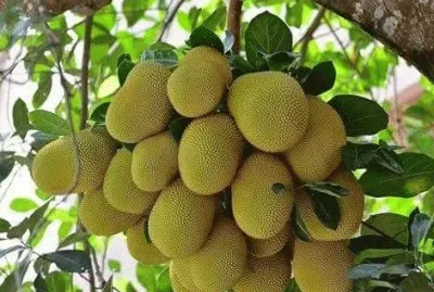 imagens jigsaw puzzle