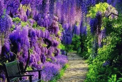 Garden Path Under Purple Wisteria