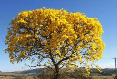 arvore jigsaw puzzle