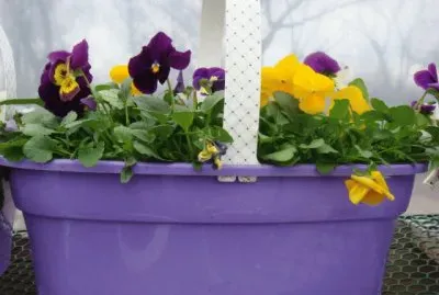 Pretty Purple Pansy Basket